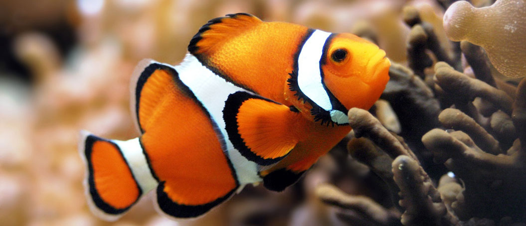 ddos在线攻击工具