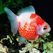 服务器攻击软件