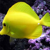 秒发卡便宜的网页攻击器