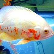 手机版ddos攻击器