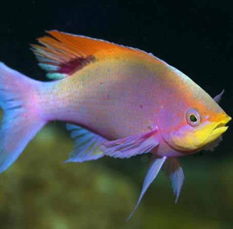 网络ddos攻击软件